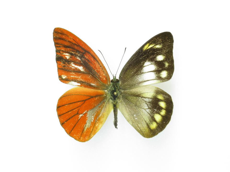 Appias gynandromorph (Internet Image property of respective owner, non-commercial use only)